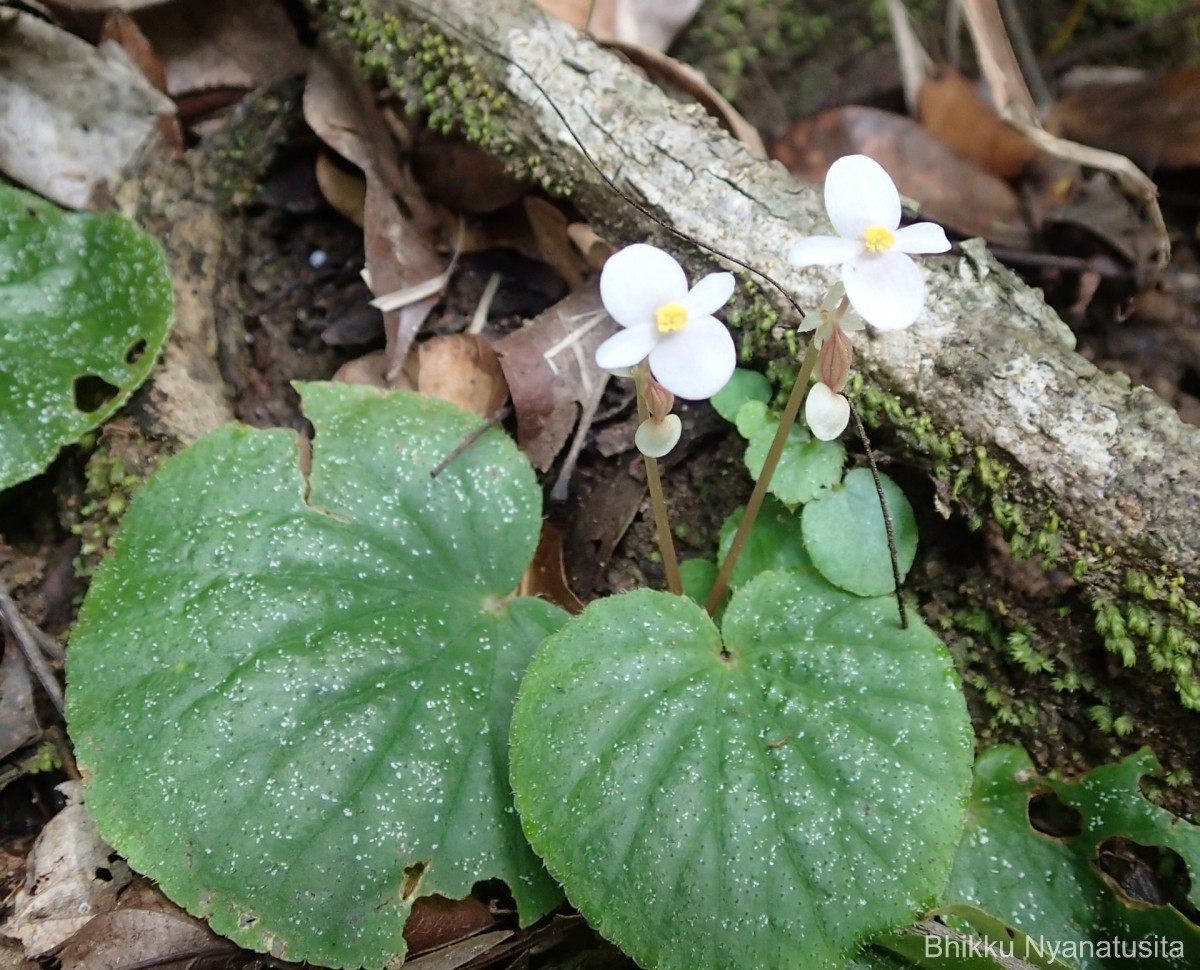 Begonia tenera Dryand.